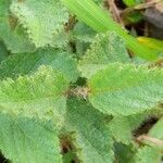 Waltheria communis leaf picture by Trap Hers (cc-by-sa)