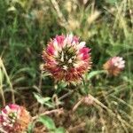 Trifolium vesiculosum flower picture by andrea sonaglia (cc-by-sa)