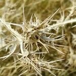 Scolymus maculatus fruit picture by Acosta García Isabel (cc-by-sa)