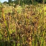 Cyperus longus habit picture by Diego Alex (cc-by-sa)