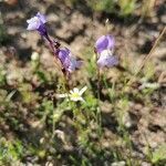 Linaria algarviana flower picture by christian radulph (cc-by-sa)