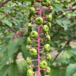 Phytolacca americana fruit picture by Mayfield Ellis (cc-by-sa)