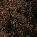 Linum narbonense habit picture by Paul FRANCK (cc-by-sa)