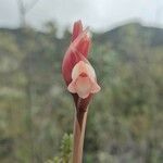 Stenorrhynchos vaginatum flower picture by Gabriel Ollivier (cc-by-sa)