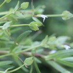 Lindernia dubia habit picture by Nelson Zamora Villalobos (cc-by-nc)