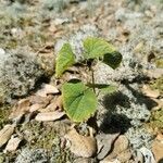 Aristolochia clematitis habit picture by Souppe K. (cc-by-sa)