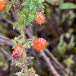 Galium hypocarpium fruit picture by Fabien Anthelme (cc-by-sa)