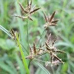 Cyperus rotundus flower picture by Trap Hers (cc-by-sa)