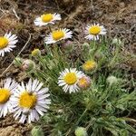 Erigeron poliospermus flower picture by Ethan Greer (cc-by-sa)