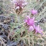 Atractylis humilis habit picture by Manuel Nieto (cc-by-sa)