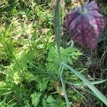 Fritillaria meleagris leaf picture by David Hocken (cc-by-sa)