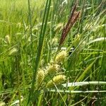 Carex vesicaria habit picture by Yoan MARTIN (cc-by-sa)