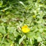 Ranunculus tuberosus flower picture by Jean-Marc Vanel (cc-by-sa)