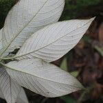 Arachnothryx buddleioides leaf picture by Nelson Zamora Villalobos (cc-by-nc)