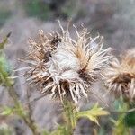 Galactites tomentosus fruit picture by mrostf (cc-by-sa)