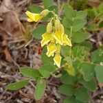 Astragalus frigidus flower picture by Nina Autant (cc-by-sa)