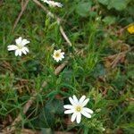 Moehringia ciliata habit picture by Julie Emilien Malchair Messier (cc-by-sa)