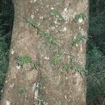 Luzuriaga polyphylla habit picture by Daniel Barthelemy (cc-by-nc)