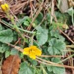 Geum sylvaticum flower picture by R R (cc-by-sa)