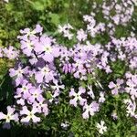 Ricotia lunaria flower picture by omer bennun (cc-by-sa)