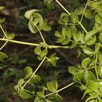 Aralia excelsa leaf picture by Nelson Zamora Villalobos (cc-by-nc)