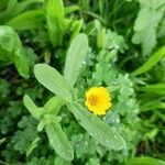 Calendula arvensis habit picture by Monteiro Henrique (cc-by-sa)