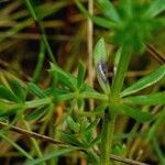 Galium arenarium leaf picture by Pierre LEON (cc-by-sa)