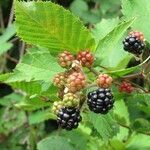 Rubus canadensis fruit picture by bosnia bushcraft (cc-by-sa)