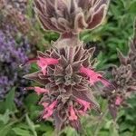 Salvia spathacea flower picture by Mariela Taylor (cc-by-sa)