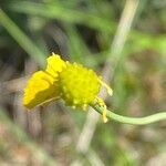 Ranunculus gramineus fruit picture by Francois Mansour (cc-by-sa)