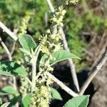 Croton lachnostachyus flower picture by Trap Hers (cc-by-sa)