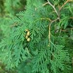 Thuja occidentalis flower picture by javan thompson (cc-by-sa)