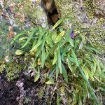 Phyteuma hemisphaericum habit picture by Fabien Anthelme (cc-by-sa)