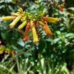 Lobelia laxiflora flower picture by Boy Portuguese (cc-by-sa)