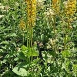 Ligularia sibirica habit picture by Jean-Marie Frenoux (cc-by-sa)