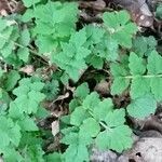 Papaver cambricum leaf picture by charlotte Rose (cc-by-sa)