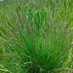 Festuca rupicola habit picture by Dostálek Tomáš (cc-by-sa)