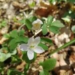 Isopyrum thalictroides flower picture by Lovrinović Dario (cc-by-sa)