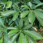 Madhuca longifolia leaf picture by Ganesan P (cc-by-sa)