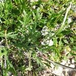 Achillea erba-rotta leaf picture by Omar76 (cc-by-sa)