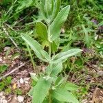 Salvia nemorosa leaf picture by Mélissa M (cc-by-sa)