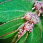 Euphorbia prostrata flower picture by Joseph ONIER (cc-by-sa)