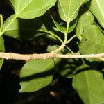 Hasseltia guatemalensis leaf picture by Nelson Zamora Villalobos (cc-by-nc)