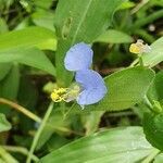 Commelina diffusa flower picture by susan brown (cc-by-sa)