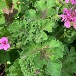 Pelargonium graveolens l'hér. leaf picture by Marie-Claude Darnajou (cc-by-sa)