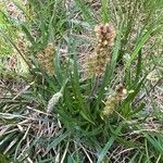 Plantago alpina flower picture by Jean Bernard Bächtiger (cc-by-sa)