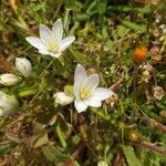 Ornithogalum broteroi flower picture by Ureña Marta (cc-by-sa)