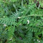 Vicia disperma leaf picture by william kurowski (cc-by-sa)