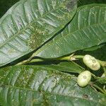 Faramea glandulosa fruit picture by Nelson Zamora Villalobos (cc-by-nc)