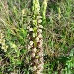 Orchis anthropophora habit picture by Denis Bastianelli (cc-by-sa)